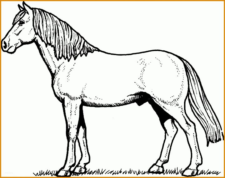 Schockierend Pferde Trainingsbuch Vorlage 1984x1567